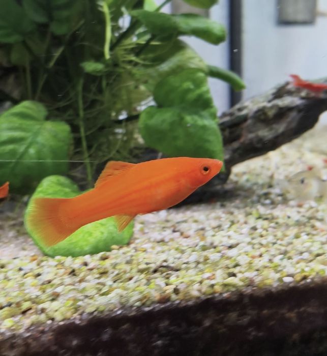 Lote de espadas adultos e juvenis