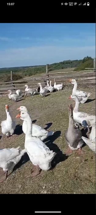 Продам гусей холмогори