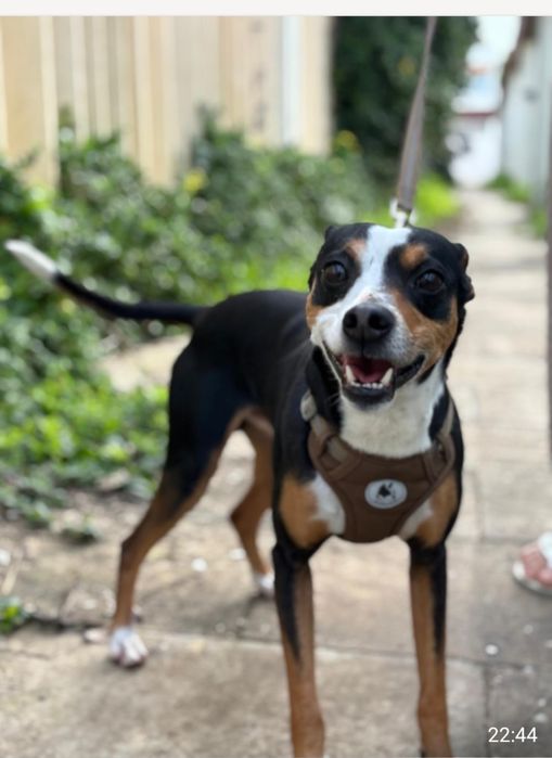 Doação  de cão  ,porte medio