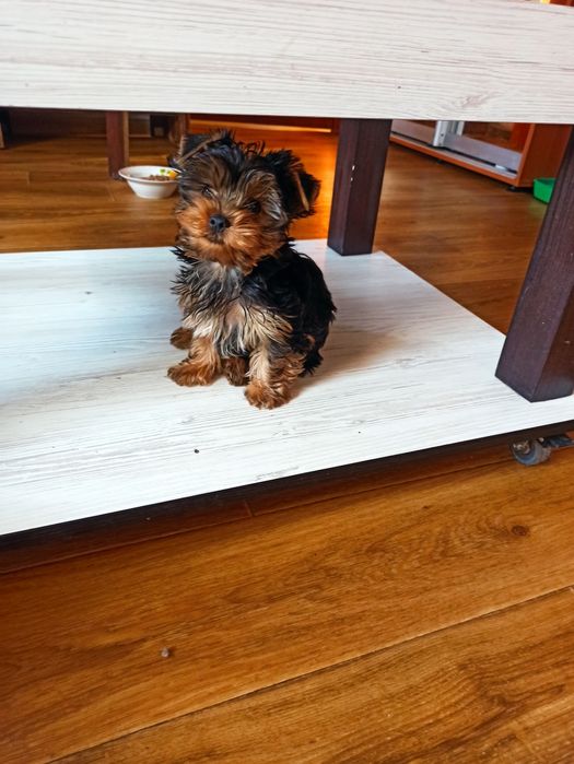 Йоркширский терьер щенки.