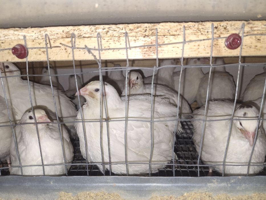 Перепілки породи техасець білий, інкубаційні яйця