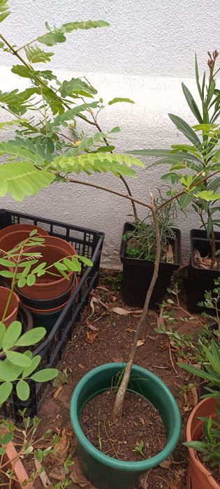 Tipuanas arvores com 2 ou mais anos