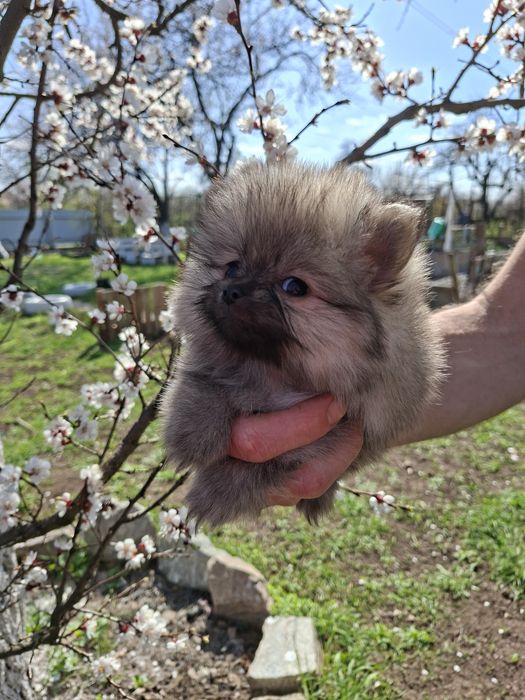 Шпиц,щенки шпиц.