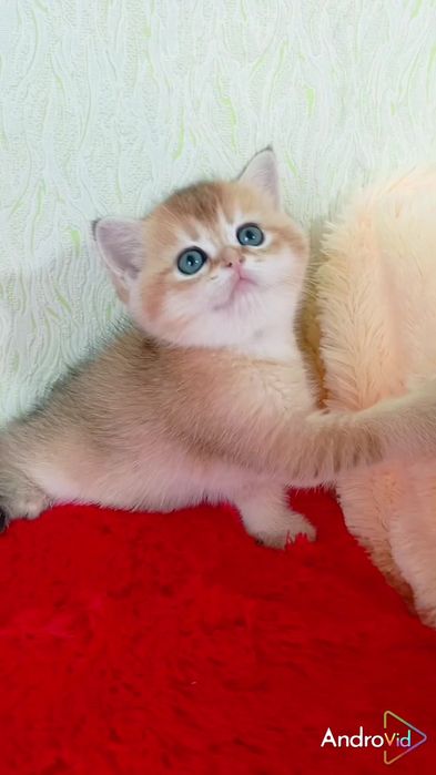 Нереально красивый котик золотая шиншилла