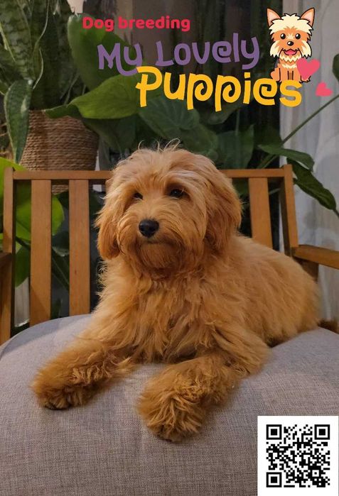 Cockapoo Cavapoo śliczny chłopiec Nugatt