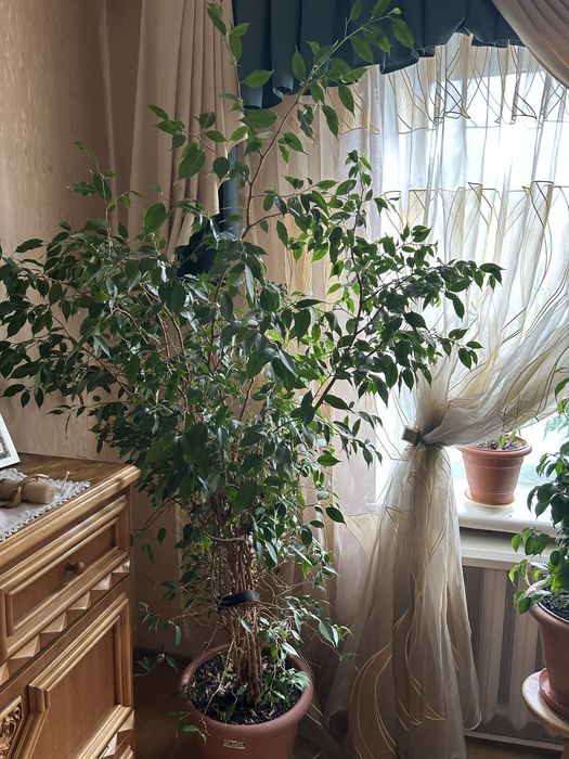 Фікус Бенджаміна 2 м