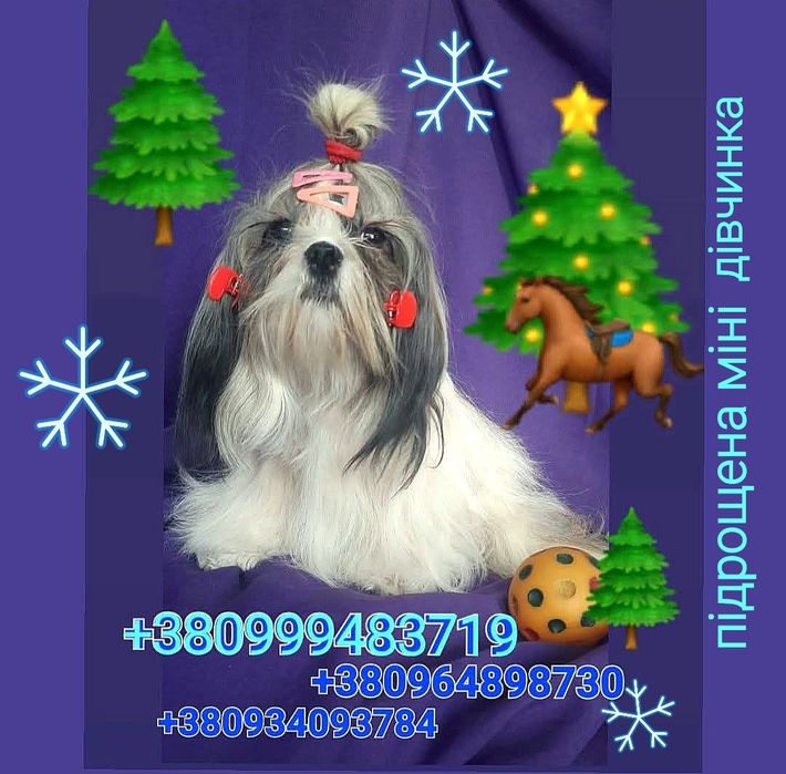Класні , підрощені ши-тцу є дівчинка і хлопчик- ціна на кожного різна