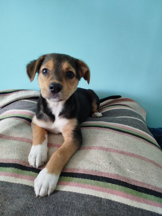 Щенуля ищет дом (щенуля, щенок, собака)