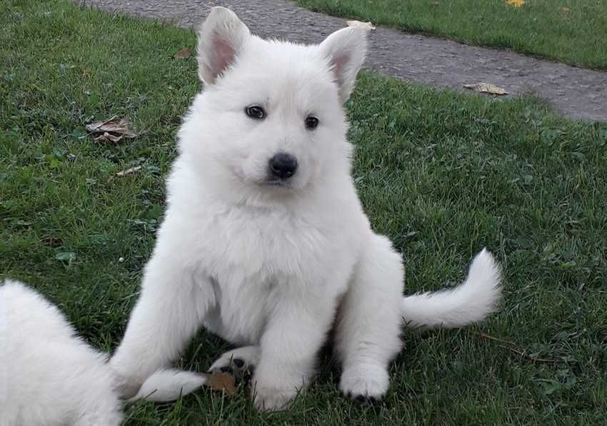 Шикарні цуценята БШВ Біла швейцарська вівчарка БШО документи КСУ/FCI