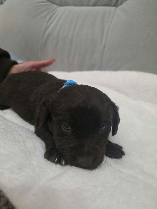 Pieski do adopcji-ZAREZERWOWANE