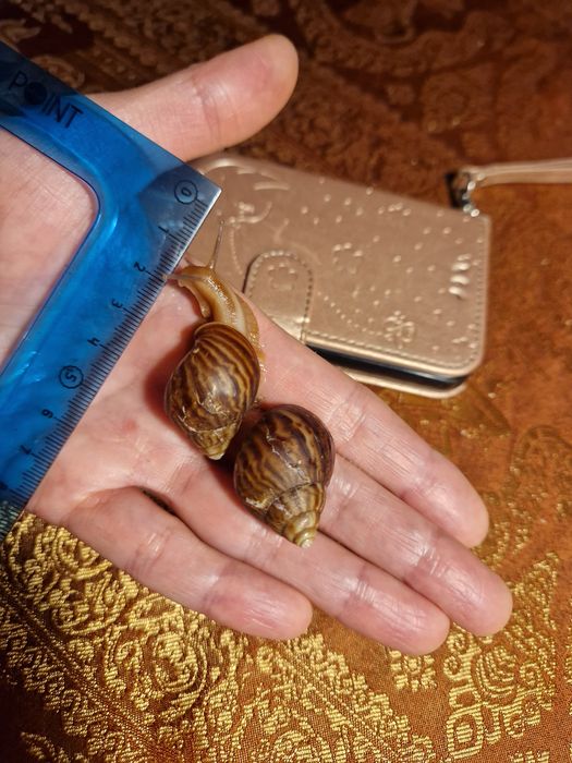 Подарунковий набір УляСет8 Achatina immaculata var. Lamarckiana