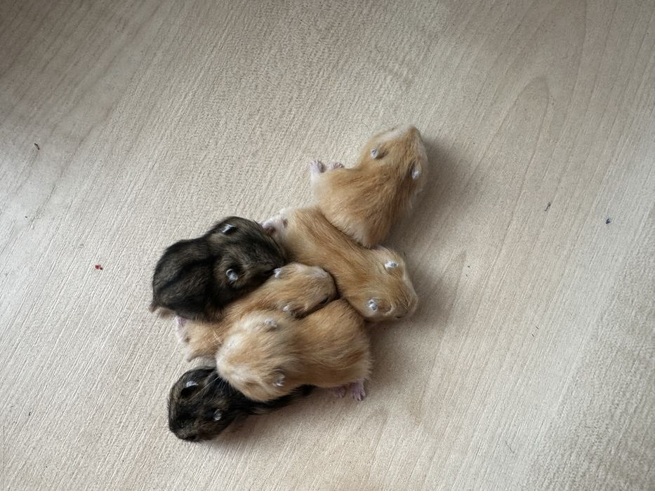 Хомʼяки джунгарські. Джунгарские хомячки.