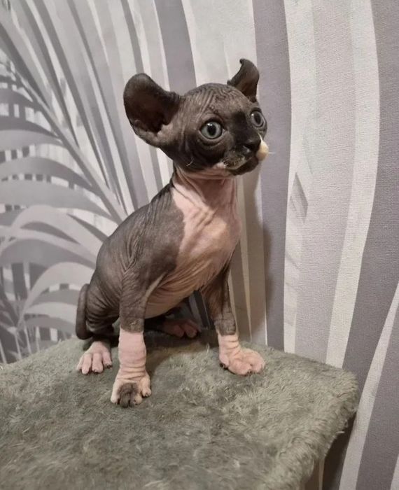 Котята канадского сфинкса