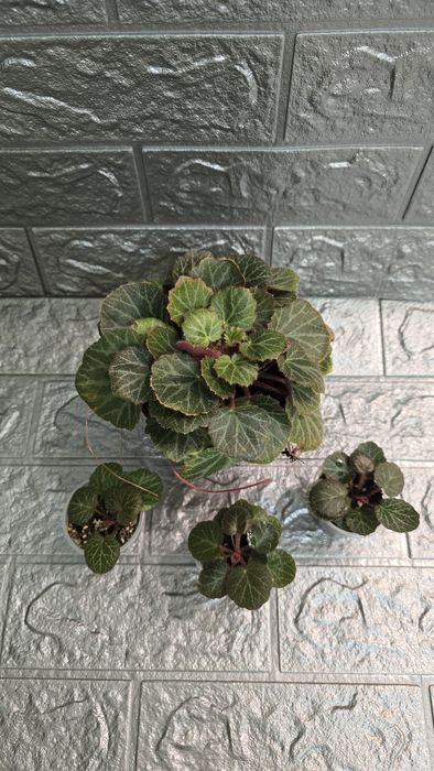 Кімнатні рослини не дорого