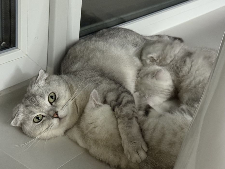 Продам чистокровні шотландські кошенята (хлопчики)