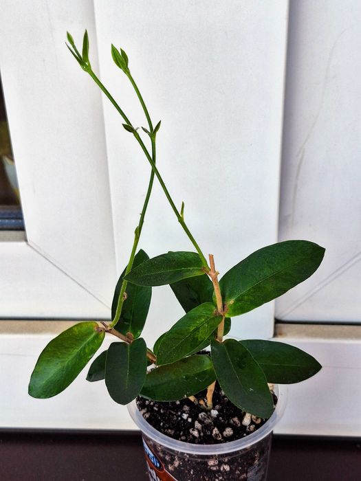 Hoya densifolia - ukorzeniona.