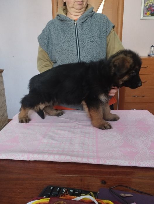 Продажа щенков немецкой овчарки, документы FCI КСУ, элитные крови