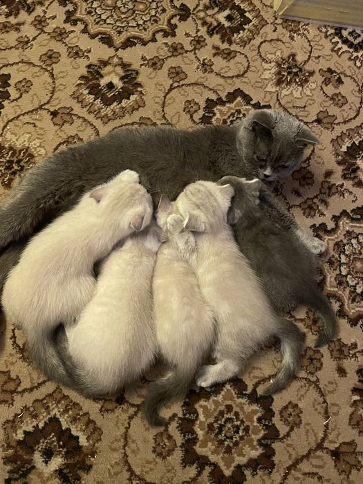 Чистокровні шотландці срібна шиншила