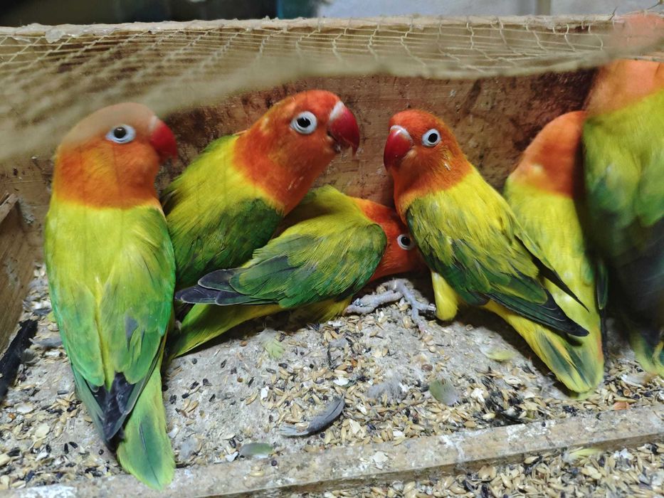 Fishers Opalinos muito bonitos
