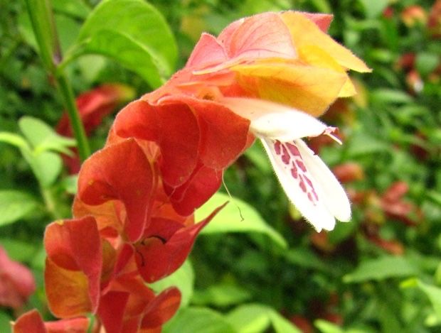 Planta de camarao vermelho