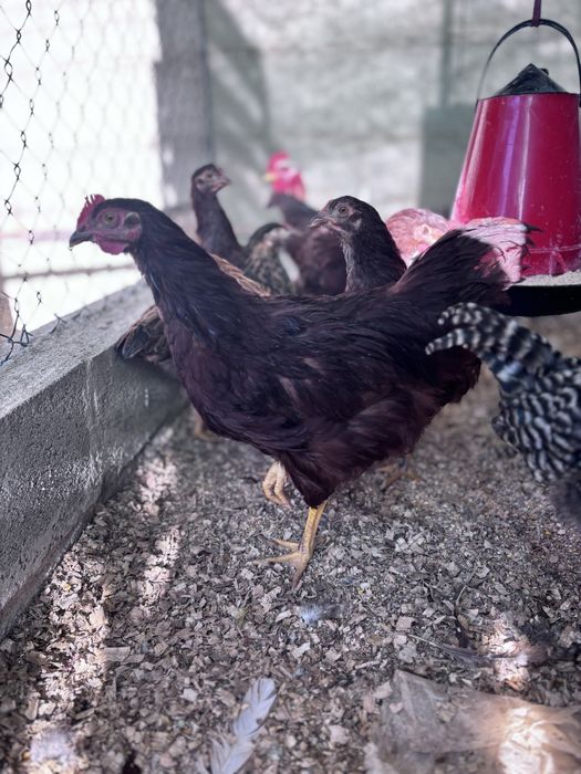 Galos de raça Rhode Island Red