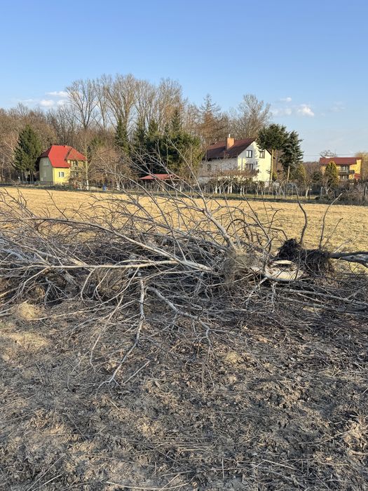 Drewno na opal drzewo