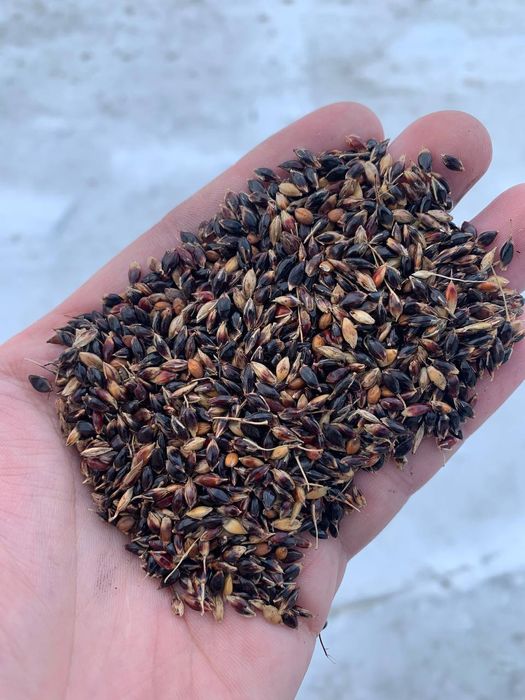 Суданка семена суданской травы Белявка Голубивська