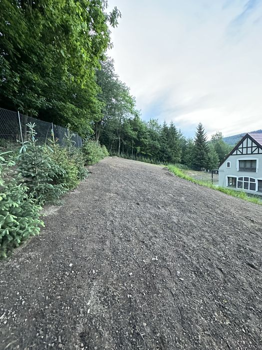 Świerk srebrny transport żywopłot