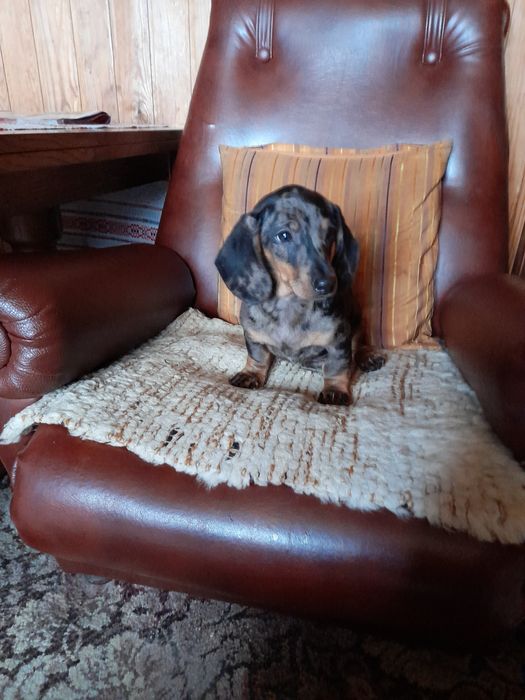 Jamnik krótkowłosy merle