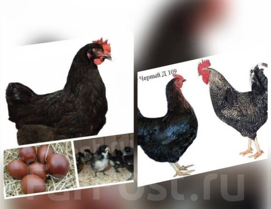 Продаємо інкубаційне яйце Домінант 109, шоколадне яйце