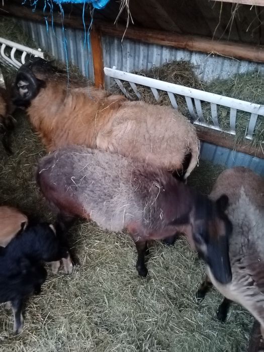 Sprzedam owce kameruńskie