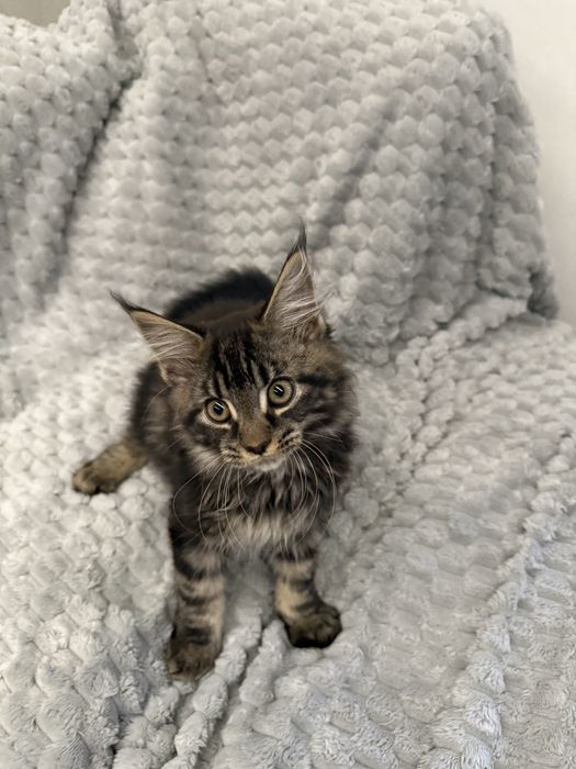 Kotka Fibi przepiekna Maine Coon