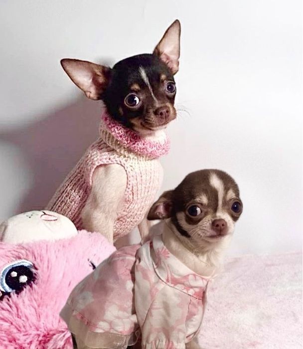 Цікаві карапузики міні чихуахуа
