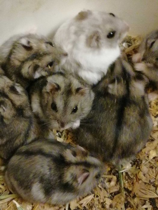 Хомячки.!  Хомяки джунгарские