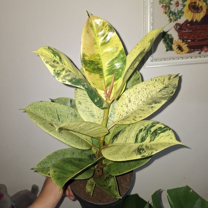 Фікуси різних сортів, лавр кімнатний