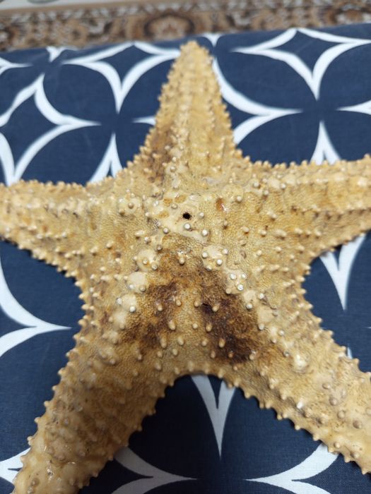 Искусственная морская звезда.