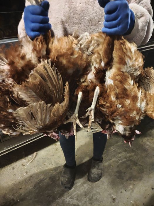 Продам курей-несучок з доставкою по замовленню.