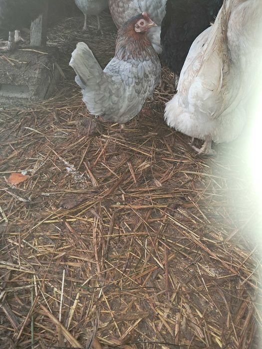 Sprzedam kury liliputy