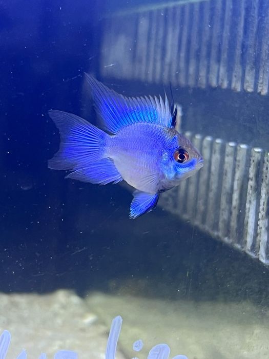 Ramirez balão electric blue