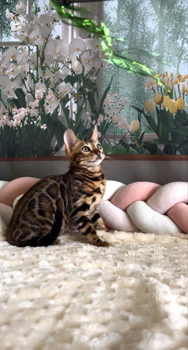 Шикарний бенгальський котик шукає люблячу родину