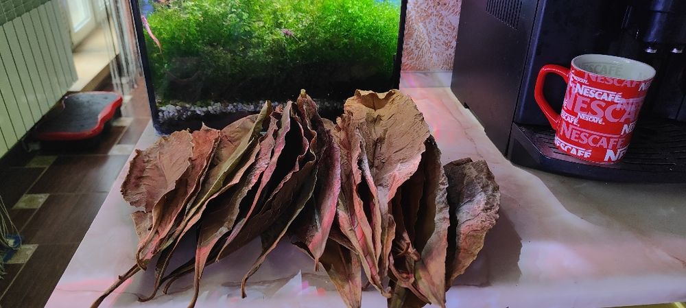 Листки кепатанга індійський мигдаль