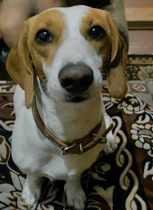 Приймаємо замовлення) на бронь цуценят такс