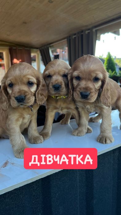 Англійські кокер-спанієлі, цуценята