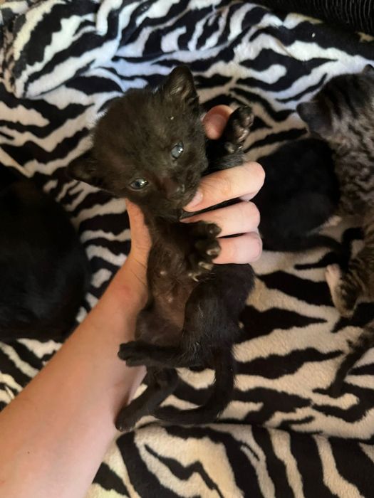 Doação ,gatos amorosos