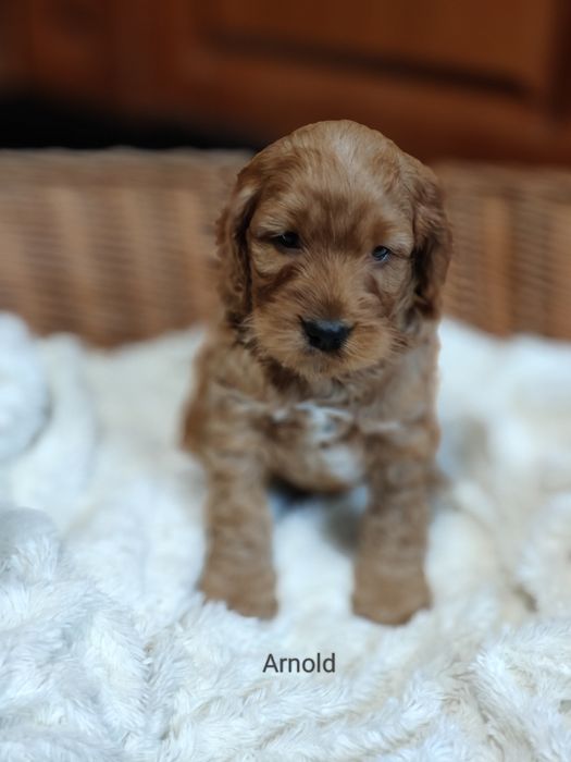 Cockapoo.Arnold.Badania.Cocker Spaniel Angielski/ Pudel miniaturowy