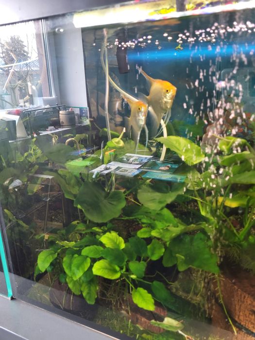 Akwaria z roślinami