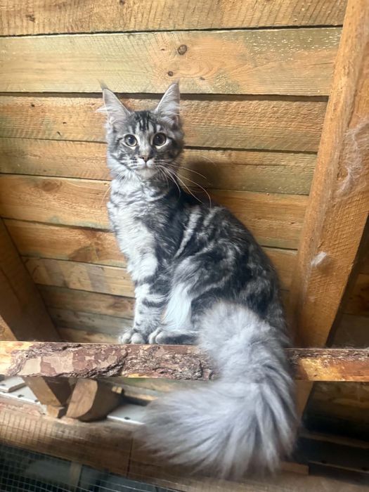 Kotka maine coon srebrna WCF/SHK