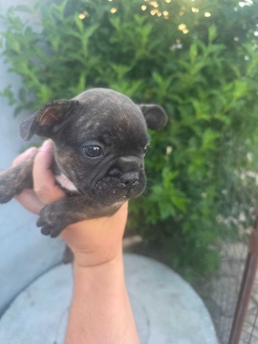 Bulldog frances tigrada femea