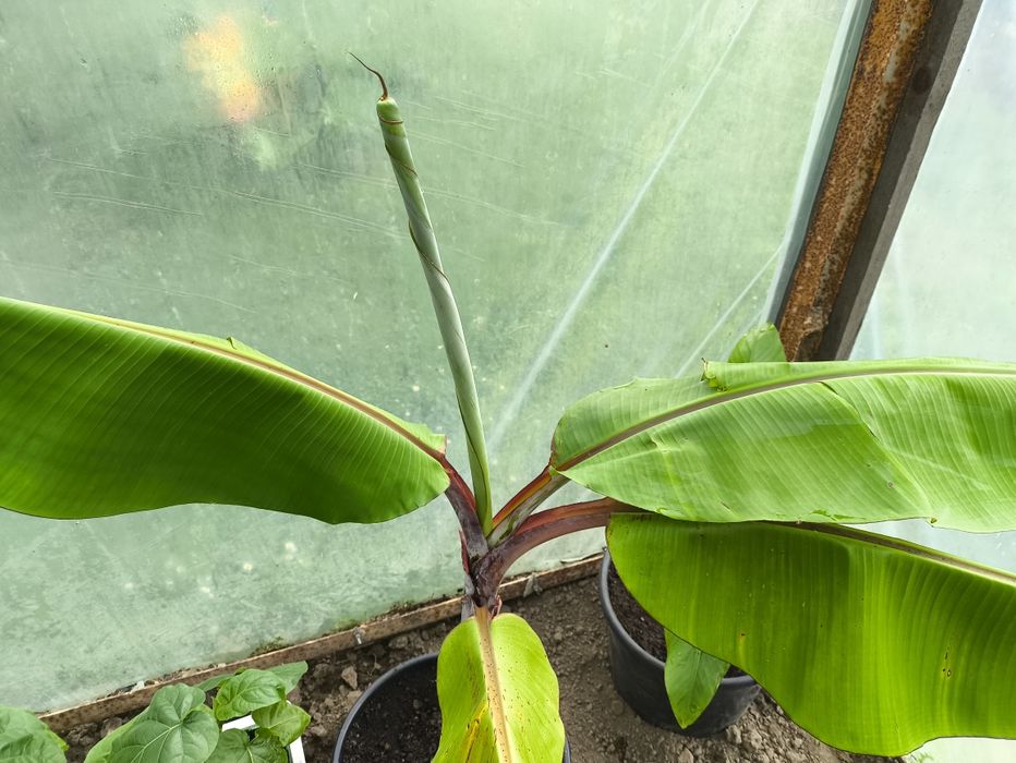 Musa Acuminata Red Dacca