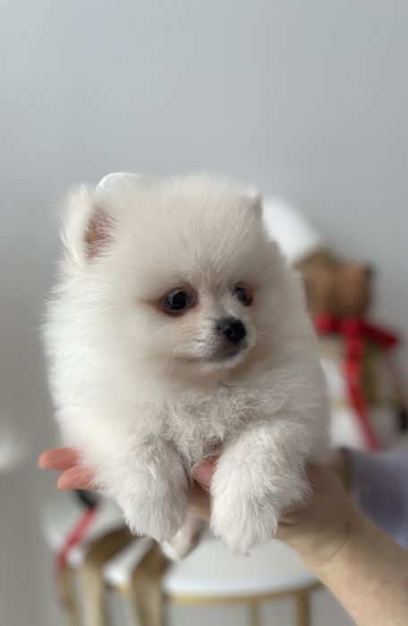 Померанські шпіци — Ці очі не забудеш ніколи